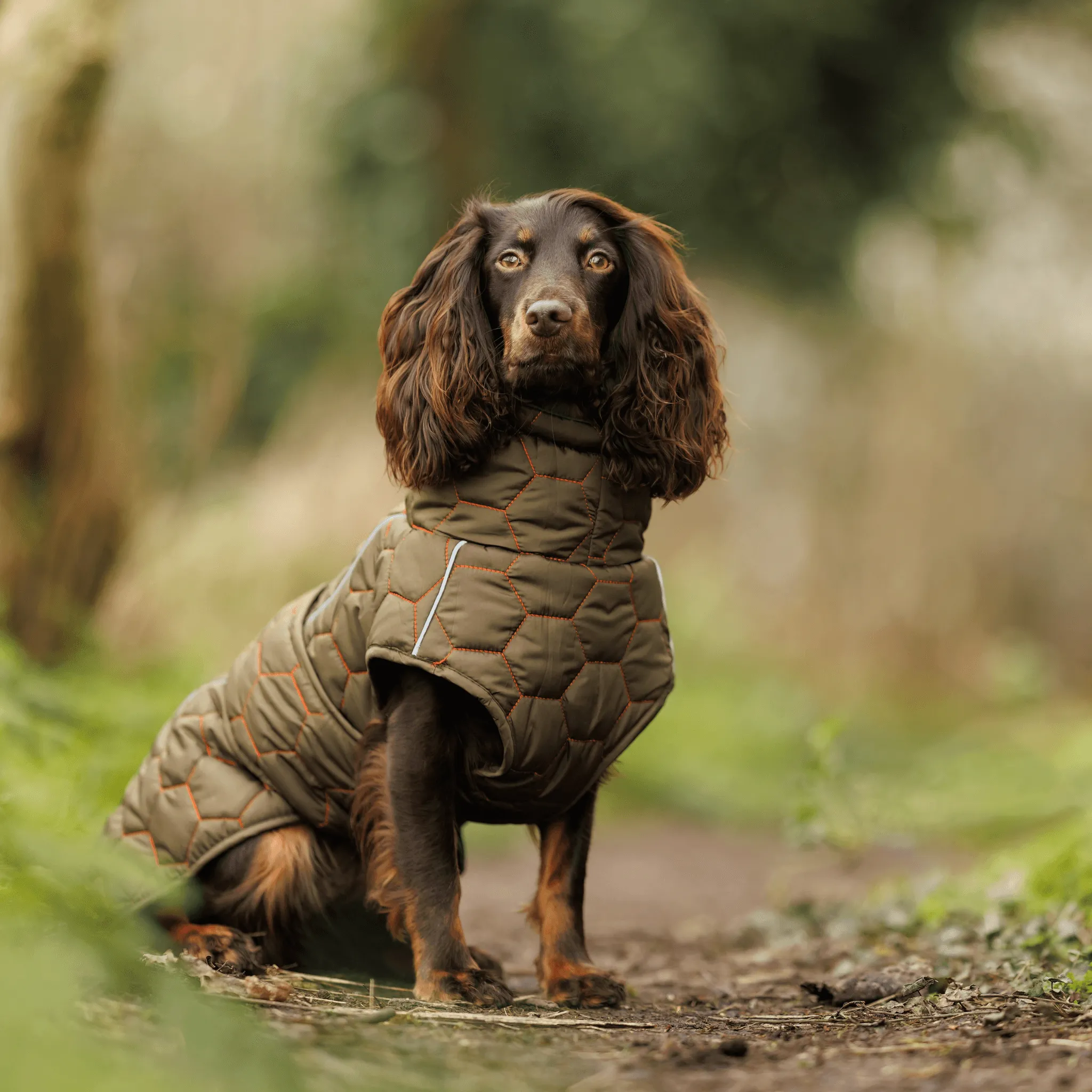 Honey Comb Winter/Spring Water Proof Dog Coat